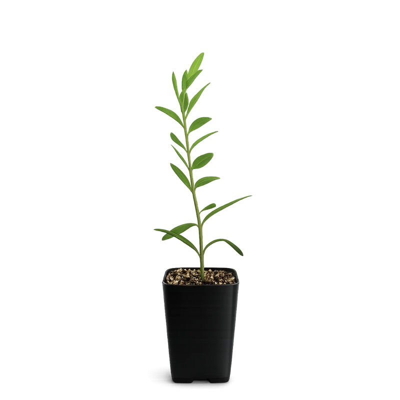 Dwarf Olive Tree – ‘Little Ollie’ Starter Bonsai Plant