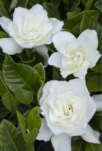 Cape Jasmine Gardenia – 1 Gallon Fragrant Flowering Shrub