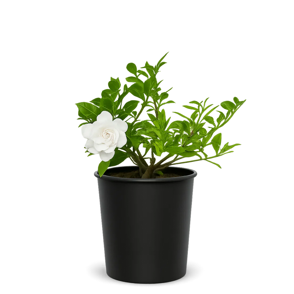 Cape Jasmine Gardenia – 1 Gallon Fragrant Flowering Shrub