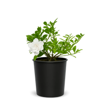 Cape Jasmine Gardenia – 1 Gallon Fragrant Flowering Shrub