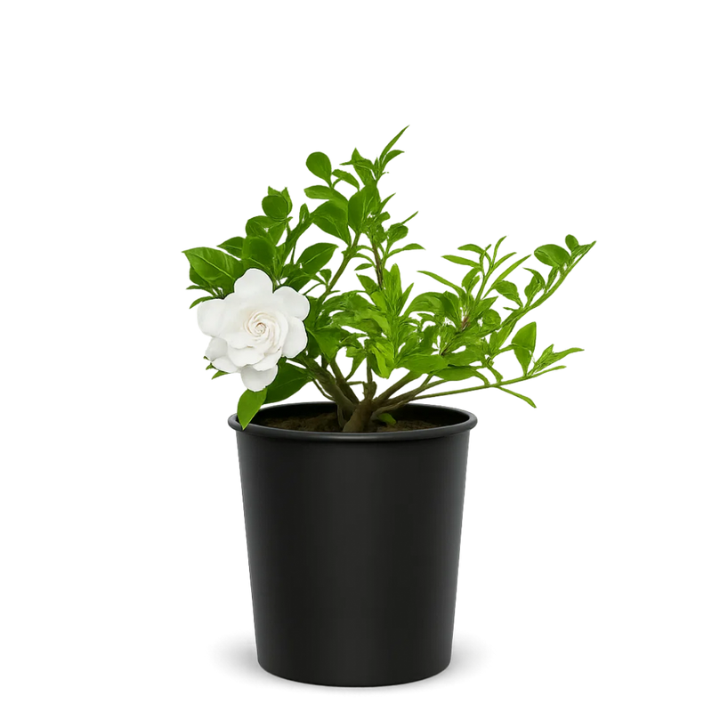 Cape Jasmine Gardenia – 1 Gallon Fragrant Flowering Shrub