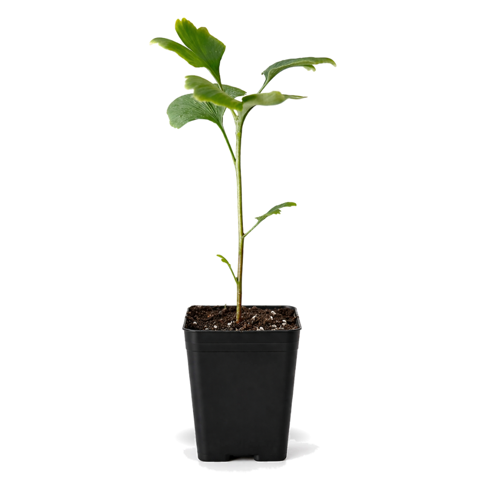 Ginkgo Biloba – Hardy Deciduous Starter Tree