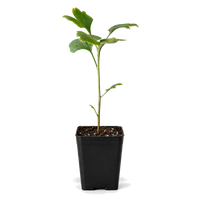 Ginkgo Biloba – Hardy Deciduous Starter Tree
