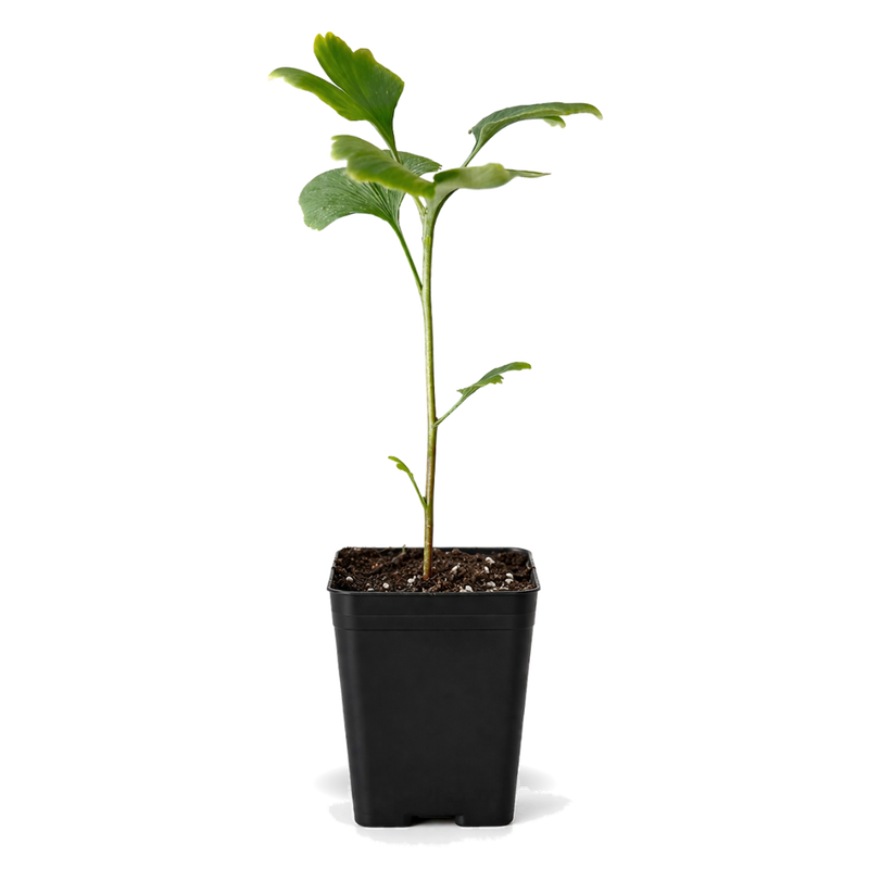Ginkgo Biloba – Hardy Deciduous Starter Tree