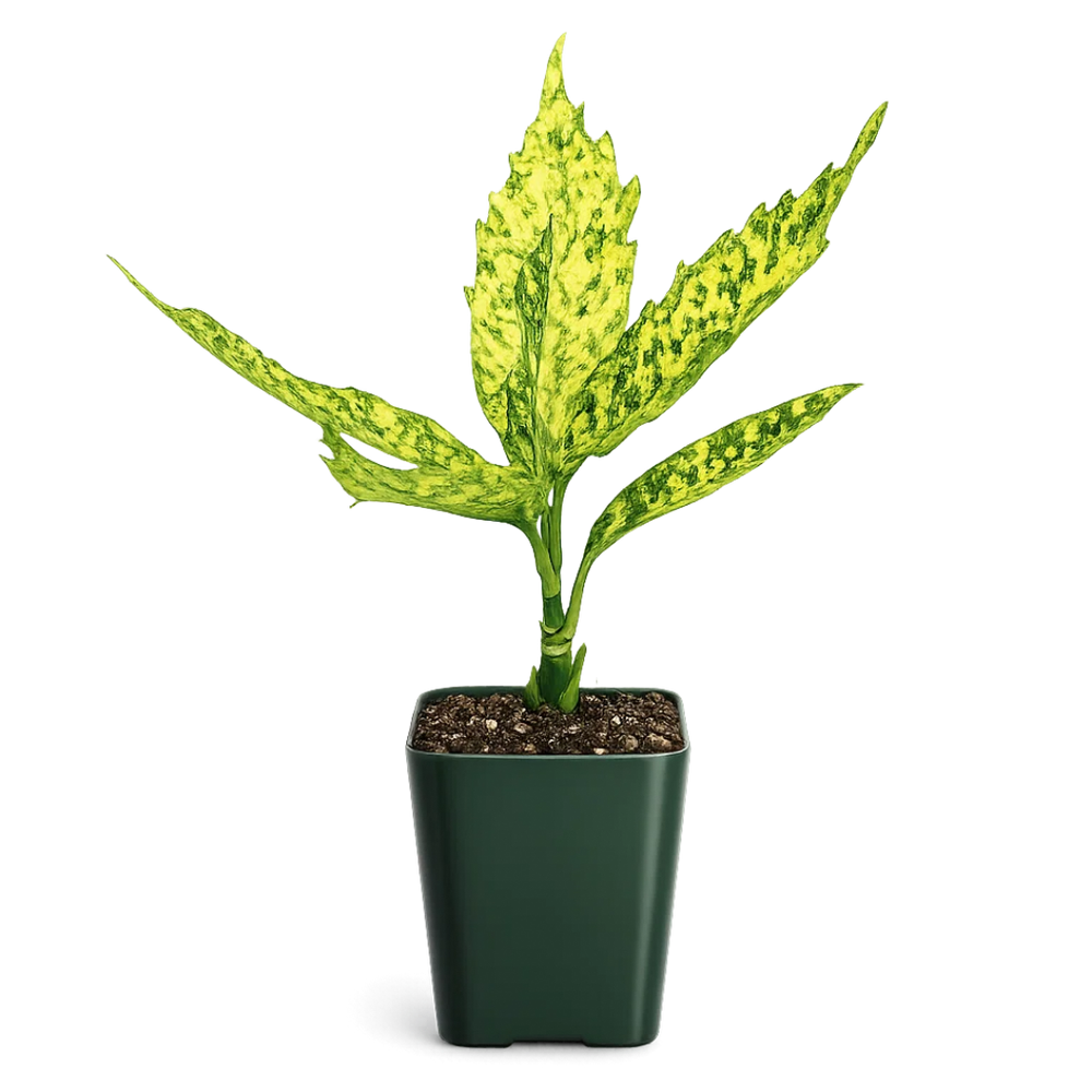 Gold Dust Plant – Shade Tolerant Foliage Starter Shrub