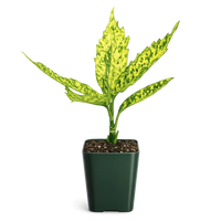 Gold Dust Plant – Shade Tolerant Foliage Starter Shrub