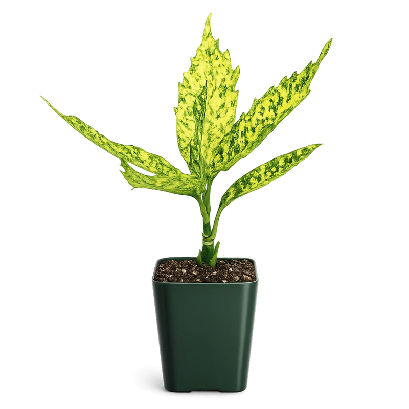 Gold Dust Plant – Shade Tolerant Foliage Starter Shrub