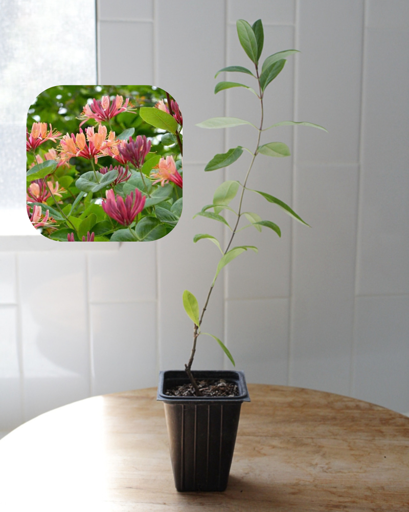 Gold Flame Honeysuckle –  Non Invasive Flowering Climbing Vine Starter