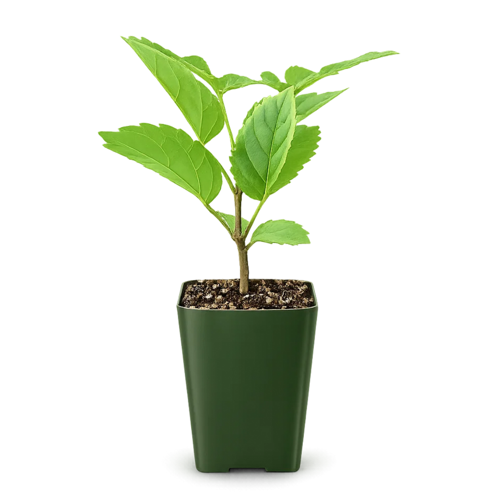 Golden Trumpet Tree – Yellow Flowering Starter Sapling