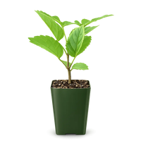 Golden Trumpet Tree – Yellow Flowering Starter Sapling