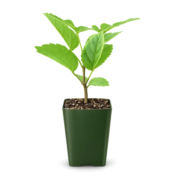 Golden Trumpet Tree – Yellow Flowering Starter Sapling