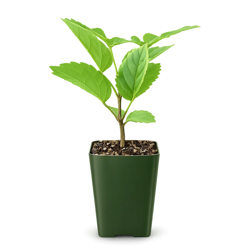 Golden Trumpet Tree – Yellow Flowering Starter Sapling