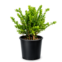 Green Beauty Boxwood – Evergreen Hedge Shrub (1 Gallon)