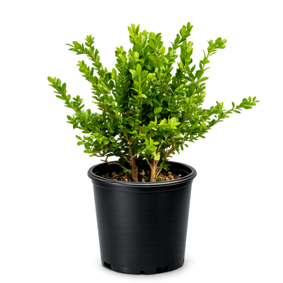 Green Beauty Boxwood – Evergreen Hedge Shrub (1 Gallon)