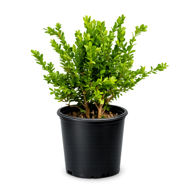 Green Beauty Boxwood – Evergreen Hedge Shrub (1 Gallon)