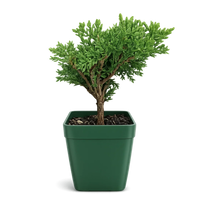 Green Mound Juniper Bonsai – Mini Outdoor Zen Tree