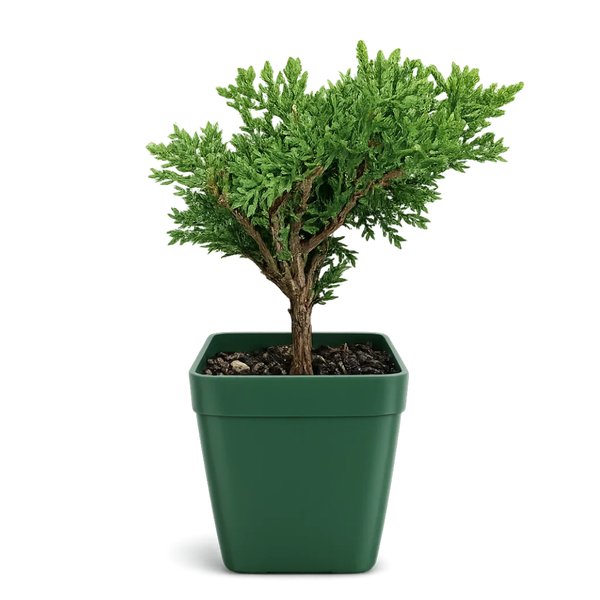 Green Mound Juniper Bonsai – Mini Outdoor Zen Tree