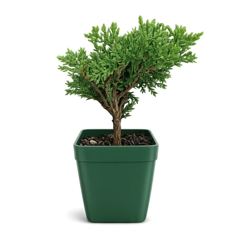Green Mound Juniper Bonsai – Mini Outdoor Zen Tree