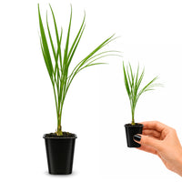 Pygmy Date Palm – Tropical Indoor Starter Plant
