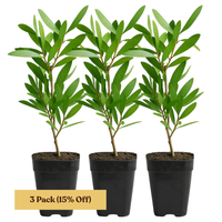 Purple Bottlebrush Starter Plant - Callistemon Citrinus