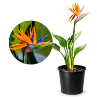 Bird of Paradise (Strelitzia Reginae) – Tropical Houseplant (1 Gallon)