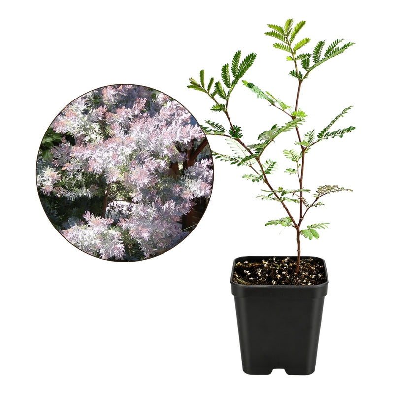 Purple Leaf Acacia – Drought-Tolerant Weeping Starter Tree
