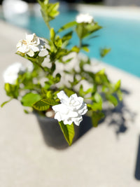 Cape Jasmine Gardenia – 1 Gallon Fragrant Flowering Shrub