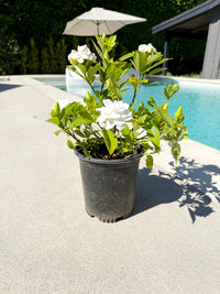 Cape Jasmine Gardenia – 1 Gallon Fragrant Flowering Shrub