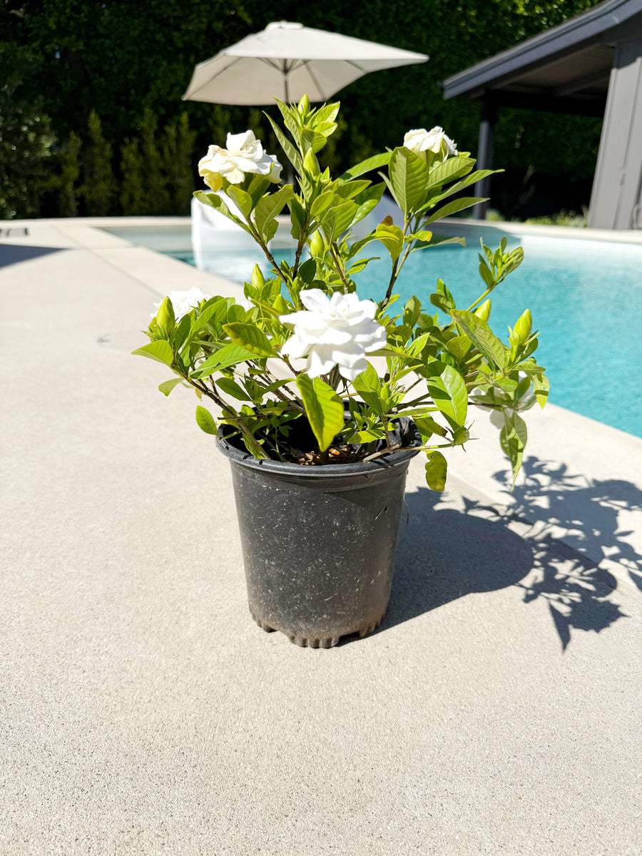 Gardenia Veitchii – 1 Gallon