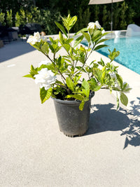 Cape Jasmine Gardenia – 1 Gallon Fragrant Flowering Shrub