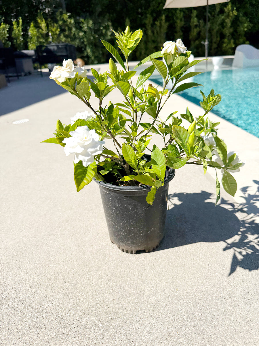 Gardenia Veitchii – 1 Gallon