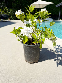 Cape Jasmine Gardenia – 1 Gallon Fragrant Flowering Shrub