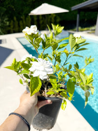 Cape Jasmine Gardenia – 1 Gallon Fragrant Flowering Shrub
