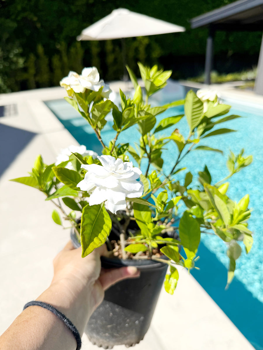 Gardenia Veitchii – 1 Gallon