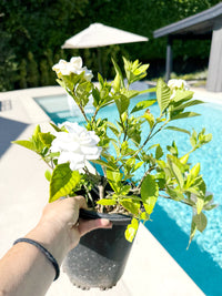 Cape Jasmine Gardenia – 1 Gallon Fragrant Flowering Shrub