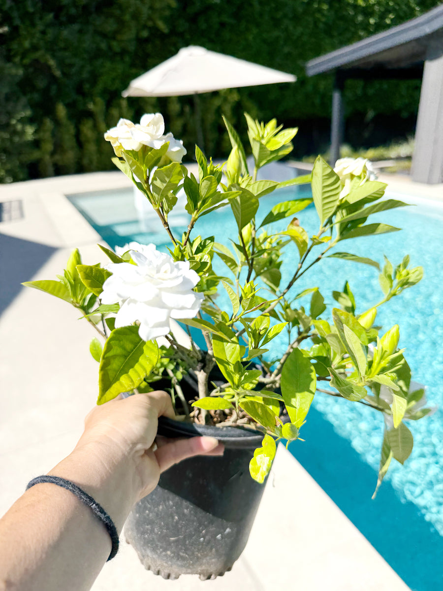 Gardenia Veitchii – 1 Gallon