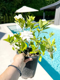 Cape Jasmine Gardenia – 1 Gallon Fragrant Flowering Shrub