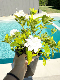 Cape Jasmine Gardenia – 1 Gallon Fragrant Flowering Shrub