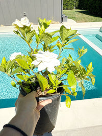 Cape Jasmine Gardenia – 1 Gallon Fragrant Flowering Shrub