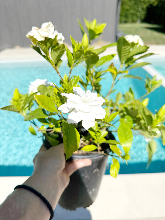 Gardenia Veitchii – 1 Gallon