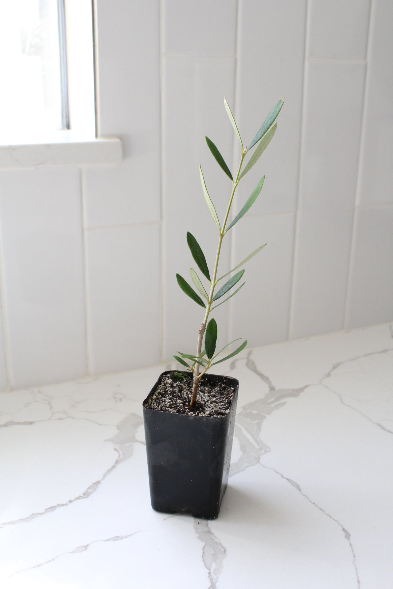 Wilson Olive Tree Sapling – Drought-Tolerant Mediterranean Patio Plant