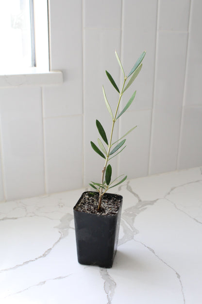 Wilson Olive Tree Sapling – Drought-Tolerant Mediterranean Patio Plant