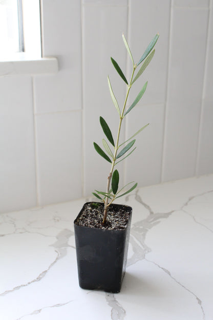 Wilson Olive Tree Sapling – Drought-Tolerant Mediterranean Patio Plant