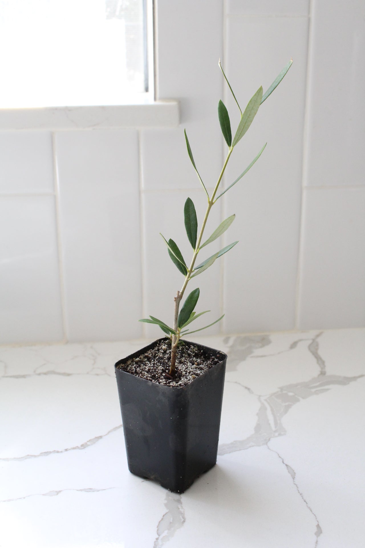 Wilson Olive Tree Sapling – Drought-Tolerant Mediterranean Patio Plant