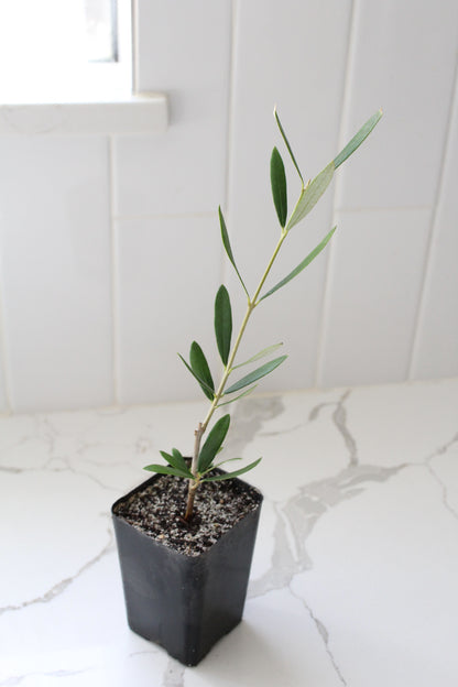 Wilson Olive Tree Sapling – Drought-Tolerant Mediterranean Patio Plant
