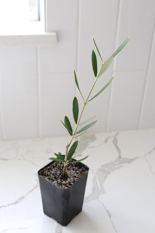 Wilson Olive Tree Sapling – Drought-Tolerant Mediterranean Patio Plant