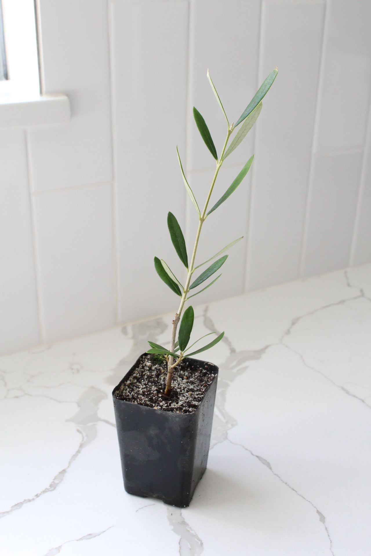 Wilson Olive Tree Sapling – Drought-Tolerant Mediterranean Patio Plant