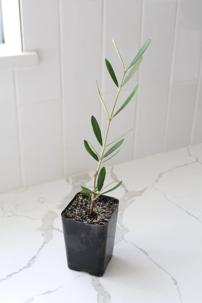 Wilson Olive Tree Sapling – Drought-Tolerant Mediterranean Patio Plant