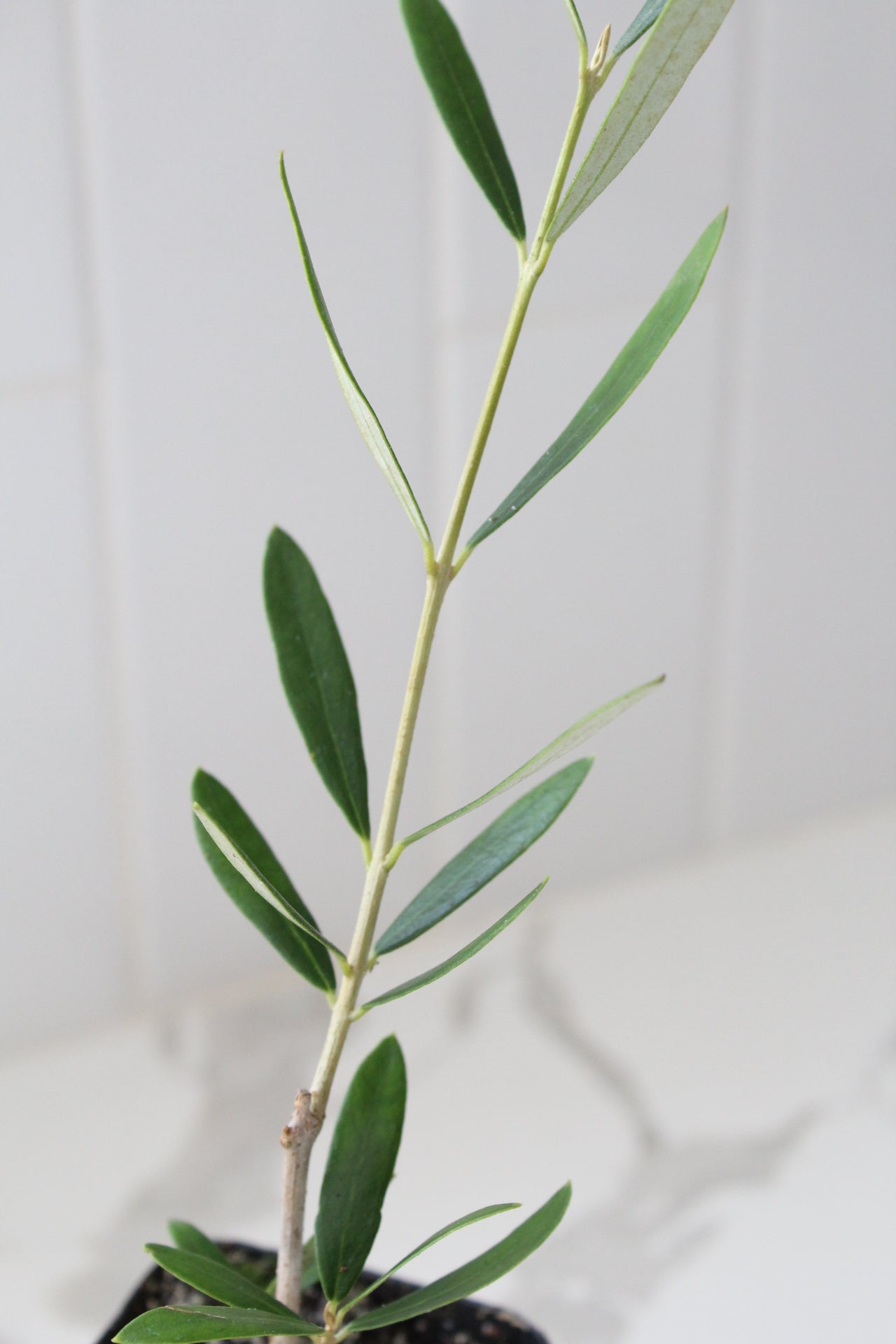 Wilson Olive Tree Sapling – Drought-Tolerant Mediterranean Patio Plant