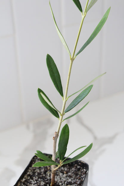Wilson Olive Tree Sapling – Drought-Tolerant Mediterranean Patio Plant